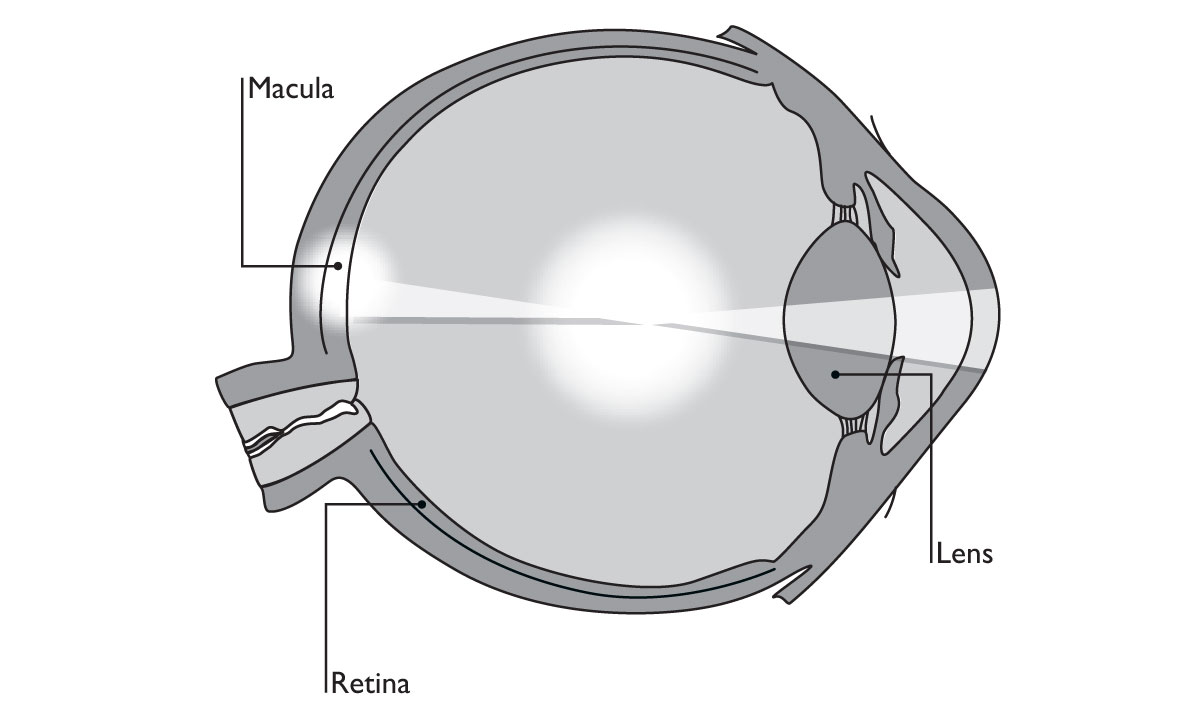 macula Retina Lens