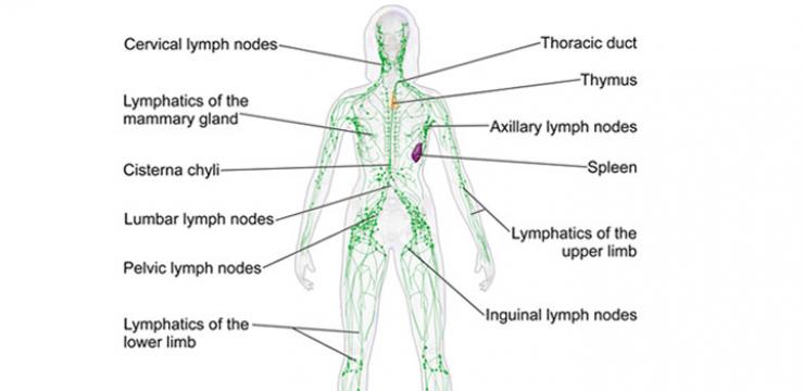 Das lymphatische System