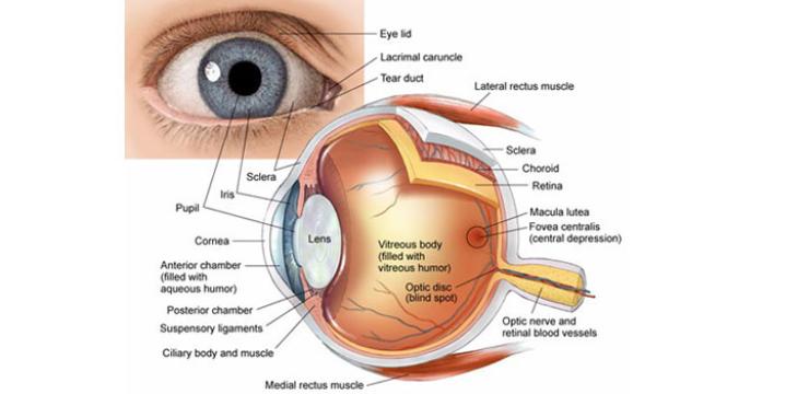 Retinopathy, Diabetes and Microvascular Complications Retinopathy, Diabetes and Microvascular Complications